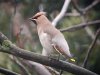 Waxwing at Pitsea (Steve Arlow) (69569 bytes) Waxwing at Pitsea (Steve Arlow) (69569 bytes)